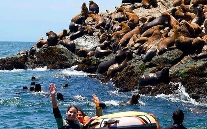 Palomino Islands - Swim with Sea Lions with Joseph Guevara